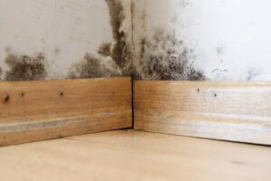 How to Protect Your Home From Mold and Mildew