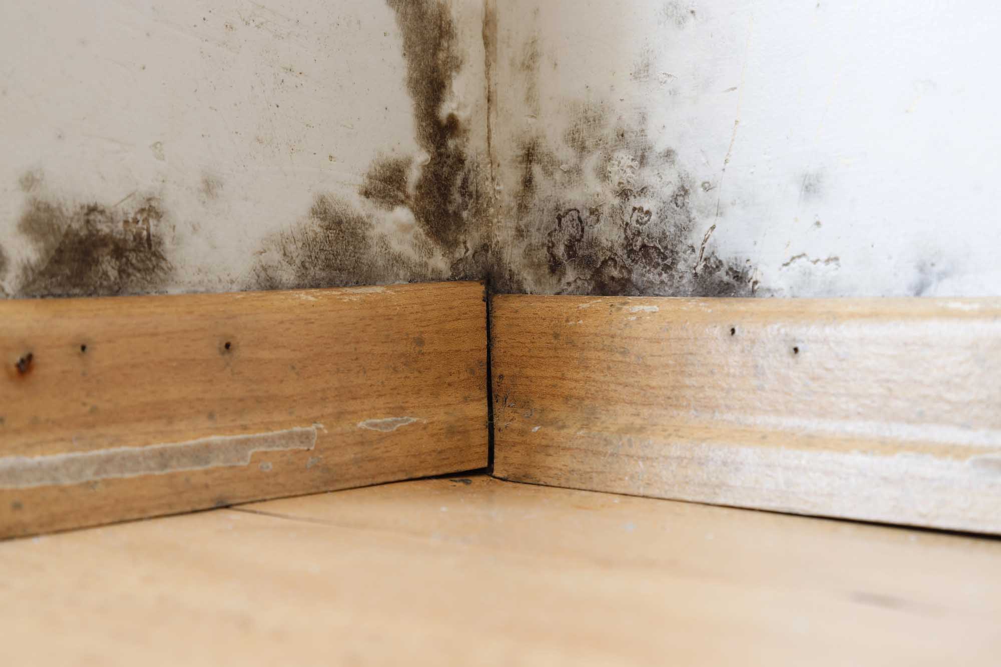 How to Protect Your Home From Mold and Mildew