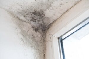 What is Mold Resistant Paint?