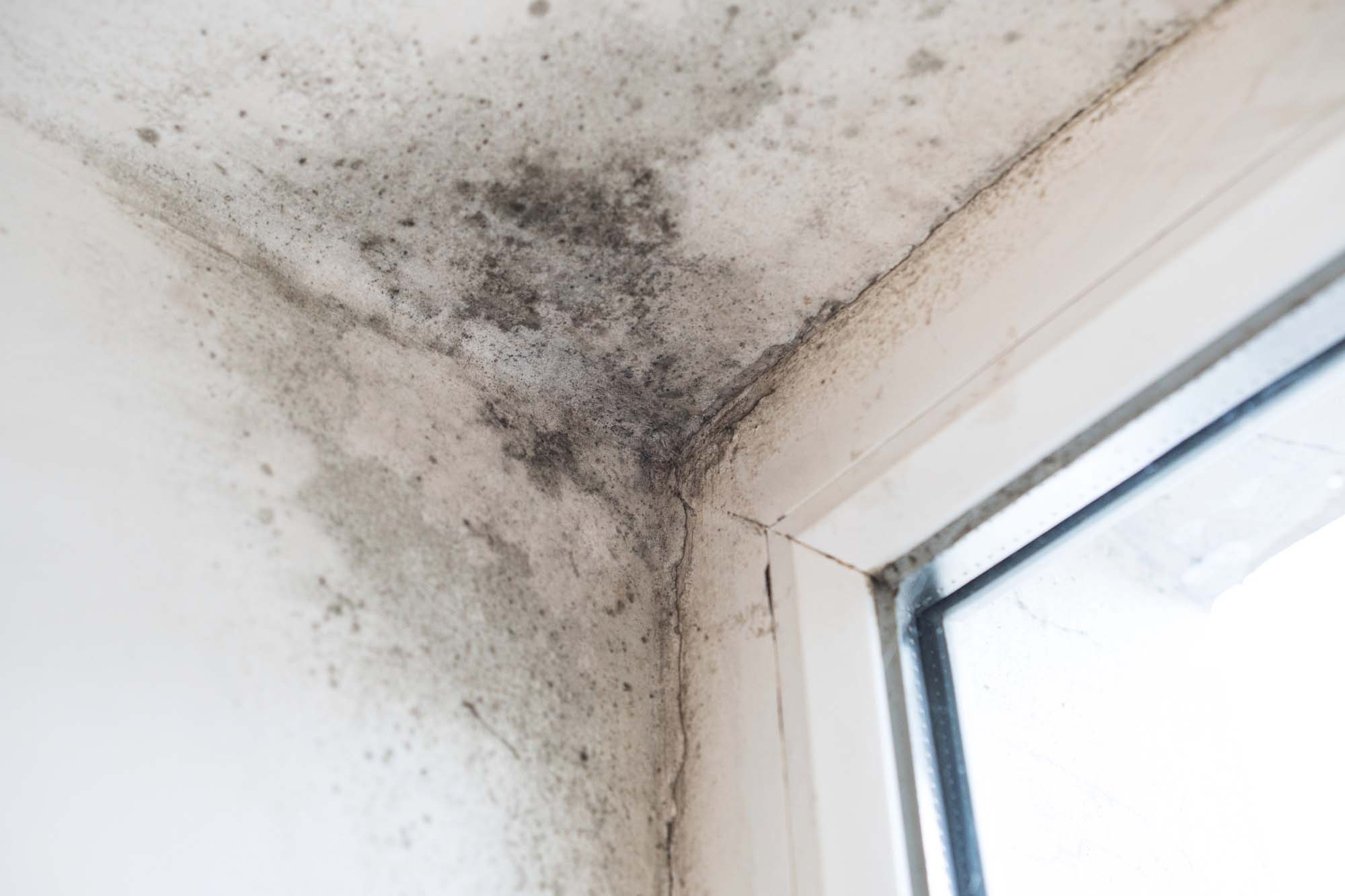 What is Mold Resistant Paint?